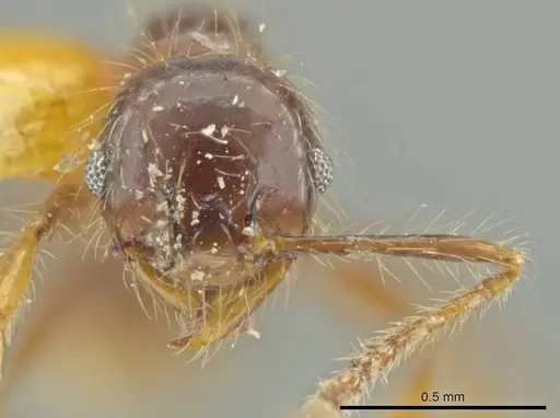 Pheidole jeannei specimen CASENT0645808 image casent0645808_2