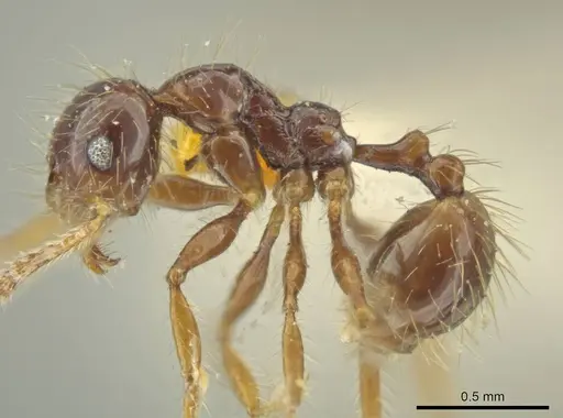 Pheidole jeannei specimen CASENT0645808 image casent0645808_3