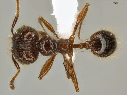 Pheidole jeannei specimen ECOFOG-IT14-0100-25-S image ecofog-it14-0100-25-s_1