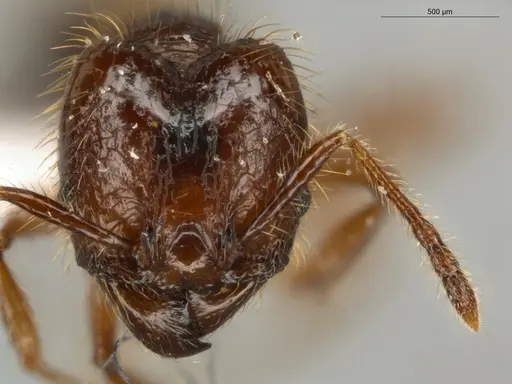 Pheidole jeannei specimen ECOFOG-IT14-0100-25-S image ecofog-it14-0100-25-s_2