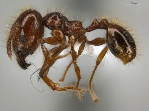 Pheidole jeannei specimen ECOFOG-IT14-0100-25-S image ecofog-it14-0100-25-s_3