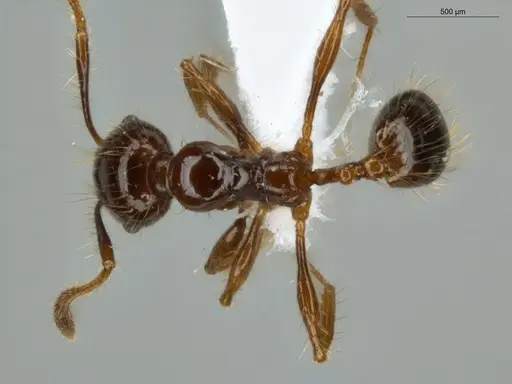 Pheidole jeannei specimen ECOFOG-IT14-0100-25 image ecofog-it14-0100-25_1