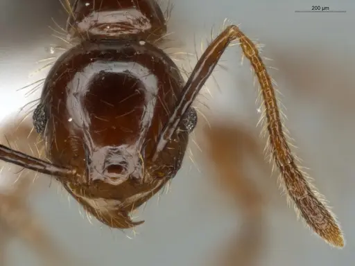 Pheidole jeannei specimen ECOFOG-IT14-0100-25 image ecofog-it14-0100-25_2