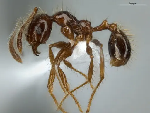 Pheidole jeannei specimen ECOFOG-IT14-0100-25 image ecofog-it14-0100-25_3