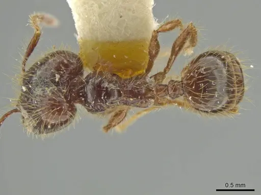 Pheidole jeannei specimen JTLC000016417 image jtlc000016417_1