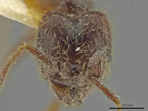 Pheidole jeannei specimen JTLC000016417 image jtlc000016417_2