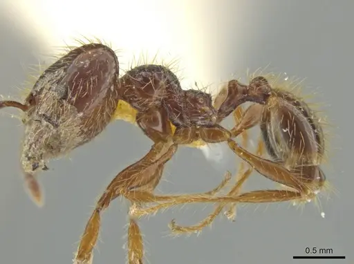 Pheidole jeannei specimen JTLC000016417 image jtlc000016417_3