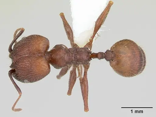 Pheidole jelskii specimen CASENT0178031 image casent0178031_1