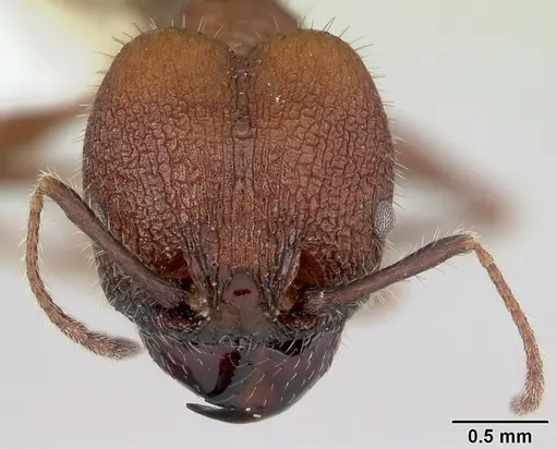 Pheidole jelskii specimen CASENT0178031 image casent0178031_2