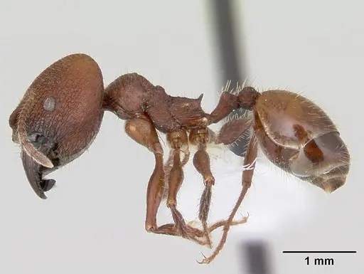 Pheidole jelskii specimen CASENT0178031 image casent0178031_3