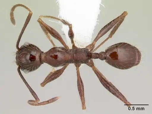 Pheidole jelskii specimen CASENT0178032 image casent0178032_1
