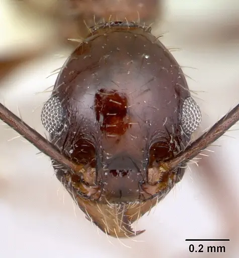 Pheidole jelskii specimen CASENT0178032 image casent0178032_2