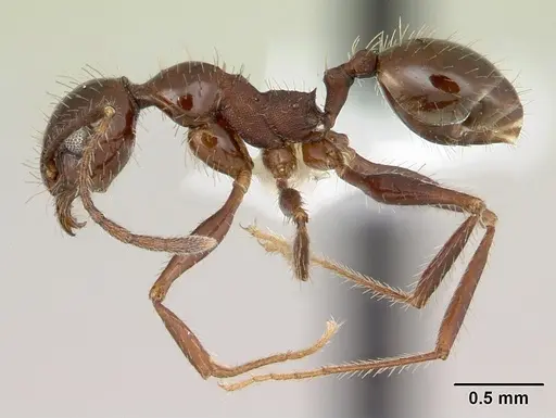 Pheidole jelskii specimen CASENT0178032 image casent0178032_3