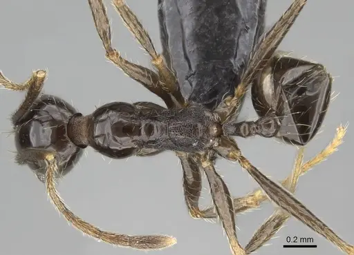 Pheidole jelskii specimen CASENT0318506 image casent0318506_1