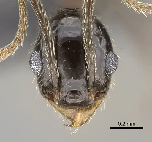 Pheidole jelskii specimen CASENT0318506 image casent0318506_2