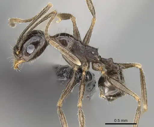 Pheidole jelskii specimen CASENT0318506 image casent0318506_3