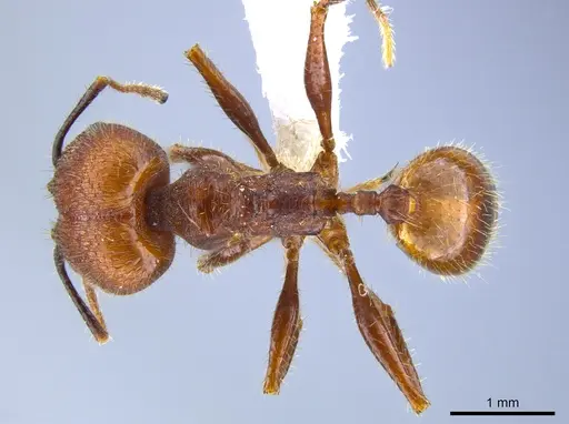Pheidole jelskii specimen CASENT0650624 image casent0650624_1