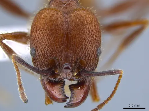 Pheidole jelskii specimen CASENT0650624 image casent0650624_2