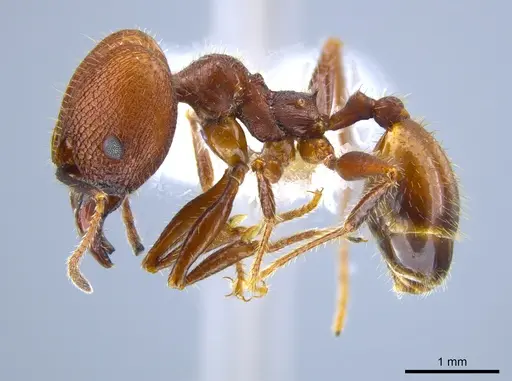 Pheidole jelskii specimen CASENT0650624 image casent0650624_3