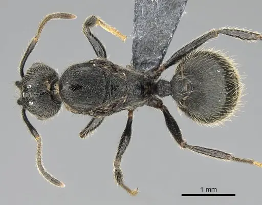 Pheidole jelskii specimen CASENT0729759 image casent0729759_1