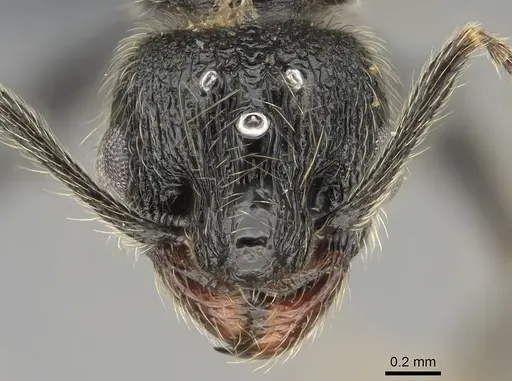 Pheidole jelskii specimen CASENT0729759 image casent0729759_2