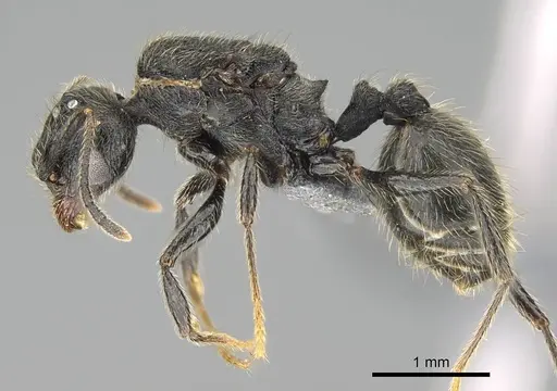 Pheidole jelskii specimen CASENT0729759 image casent0729759_3