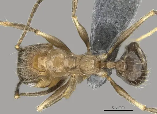 Pheidole jelskii specimen CASENT0729760 image casent0729760_1