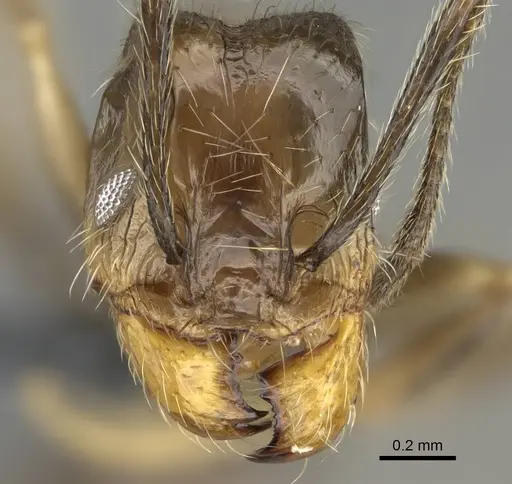 Pheidole jelskii specimen CASENT0729760 image casent0729760_2