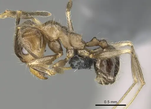 Pheidole jelskii specimen CASENT0729760 image casent0729760_3