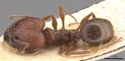 Pheidole jelskii specimen CASENT0904363 image casent0904363_1
