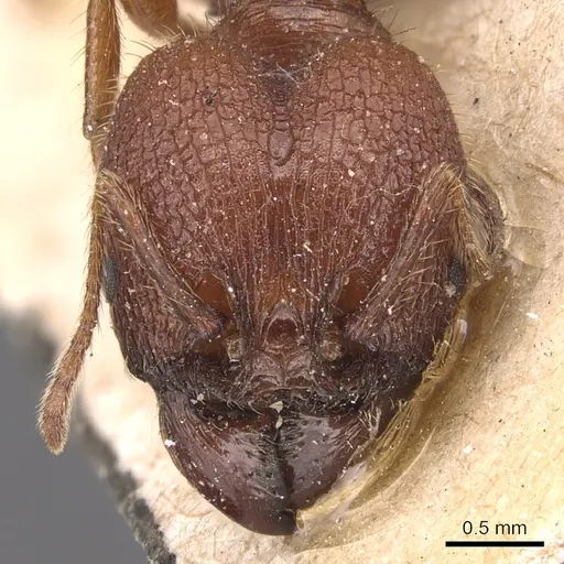 Pheidole jelskii specimen CASENT0904363 image casent0904363_2