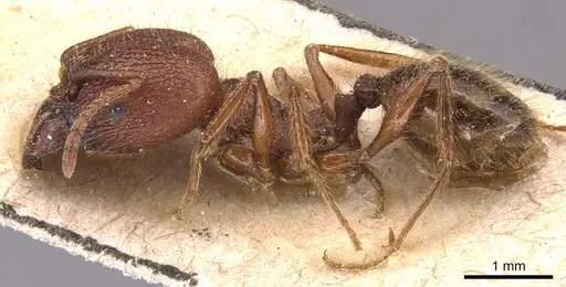 Pheidole jelskii specimen CASENT0904363 image casent0904363_3