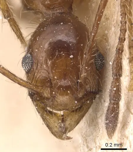 Pheidole jelskii specimen CASENT0904364 image casent0904364_2