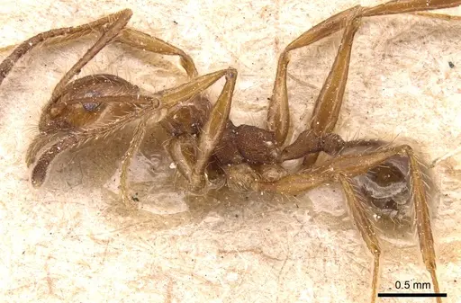 Pheidole jelskii specimen CASENT0904364 image casent0904364_3