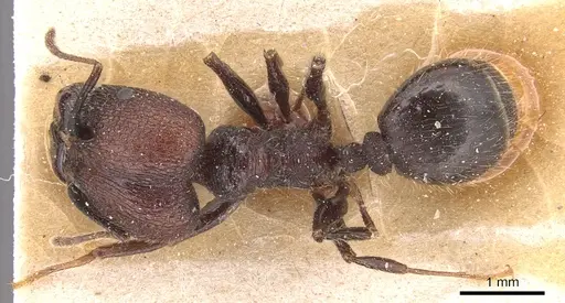 Pheidole jelskii specimen CASENT0904365 image casent0904365_1
