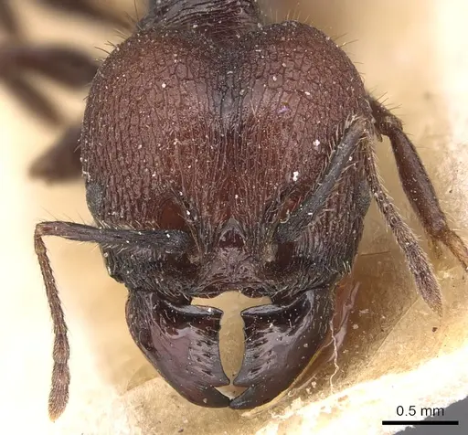 Pheidole jelskii specimen CASENT0904365 image casent0904365_2