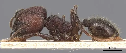 Pheidole jelskii specimen CASENT0904365 image casent0904365_3