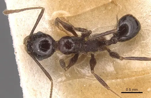 Pheidole jelskii specimen CASENT0904366 image casent0904366_1