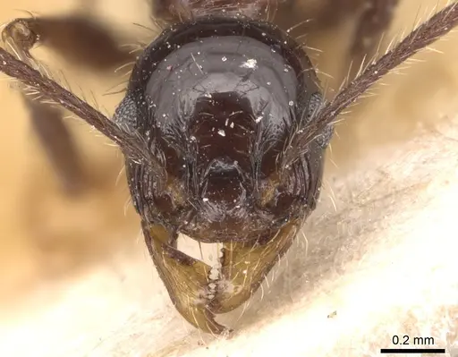 Pheidole jelskii specimen CASENT0904366 image casent0904366_2