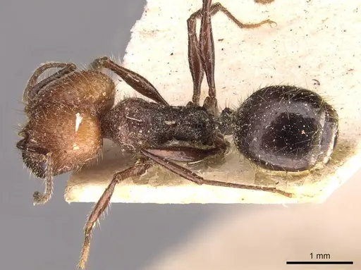 Pheidole jelskii specimen CASENT0908134 image casent0908134_1