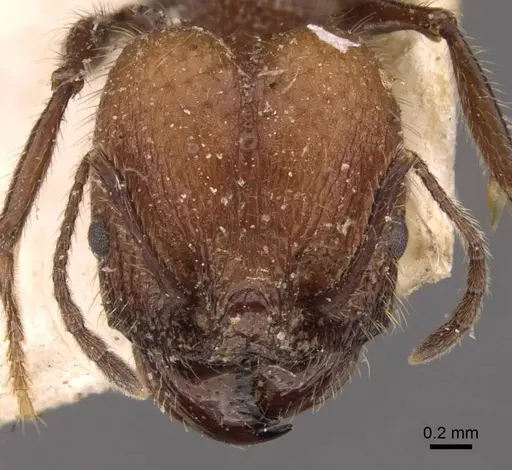 Pheidole jelskii specimen CASENT0908134 image casent0908134_2