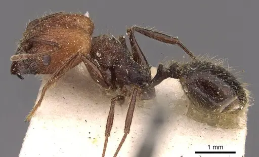 Pheidole jelskii specimen CASENT0908134 image casent0908134_3