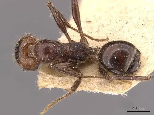 Pheidole jelskii specimen CASENT0908135 image casent0908135_1