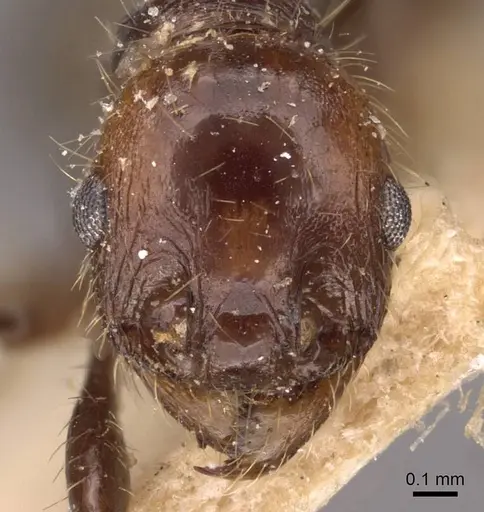 Pheidole jelskii specimen CASENT0908135 image casent0908135_2