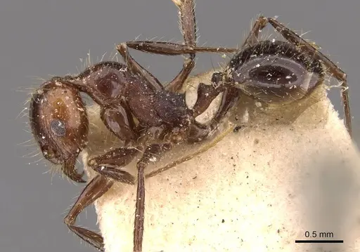Pheidole jelskii specimen CASENT0908135 image casent0908135_3