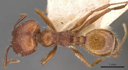 Pheidole jelskii specimen CASENT0908138 image casent0908138_1