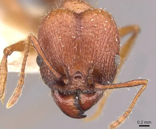 Pheidole jelskii specimen CASENT0908138 image casent0908138_2