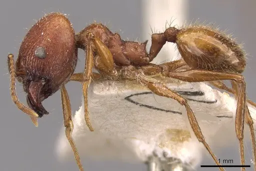 Pheidole jelskii specimen CASENT0908138 image casent0908138_3
