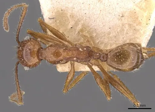 Pheidole jelskii specimen CASENT0908139 image casent0908139_1