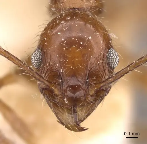 Pheidole jelskii specimen CASENT0908139 image casent0908139_2